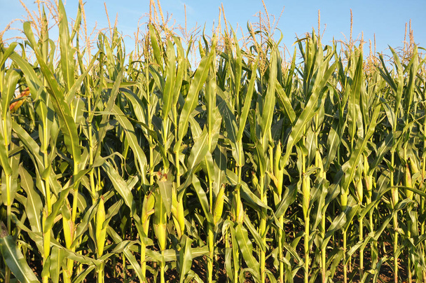 En el campo sobre el fondo del cielo crece maíz
 - Foto, imagen