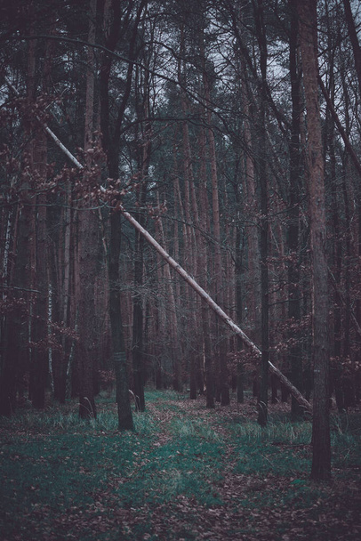 Derrubada árvore fina em uma floresta pendurada em outras árvores
 - Foto, Imagem