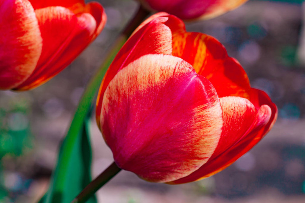 Primavera temprana brillante primeros tulipanes de color rojo-naranja con grandes brotes en el jardín - Foto, Imagen