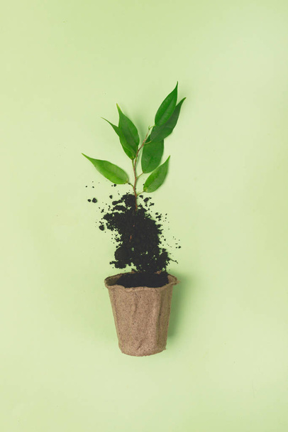Young Plant with Green Leaves in Small Pot on the Green Background Spring or Summer Gardening Concept - Photo, Image