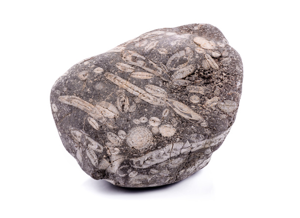 Piedra fósil
 - Foto, Imagen