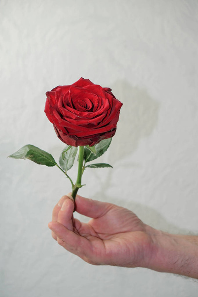 Burgundy rose in a male hairy hand on a white background in Ukraine. The man holds out a rose. Love concept. - Photo, image