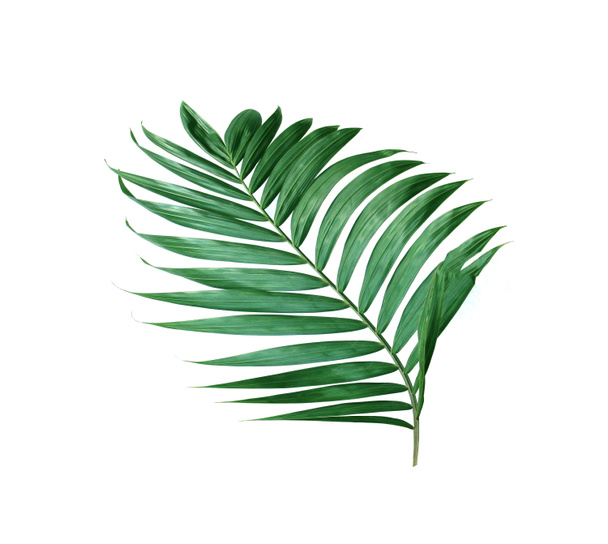 tropische Natur grün Palmblatt isoliert Muster Hintergrund - Foto, Bild