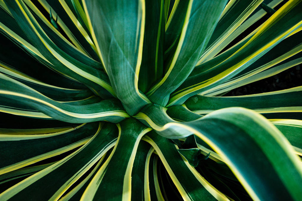 Big aloe vera plant, aloe vera leath - Фото, изображение
