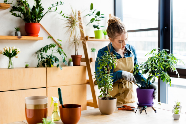 attractive woman in gloves transplanting plant in flowerpot  - Photo, Image