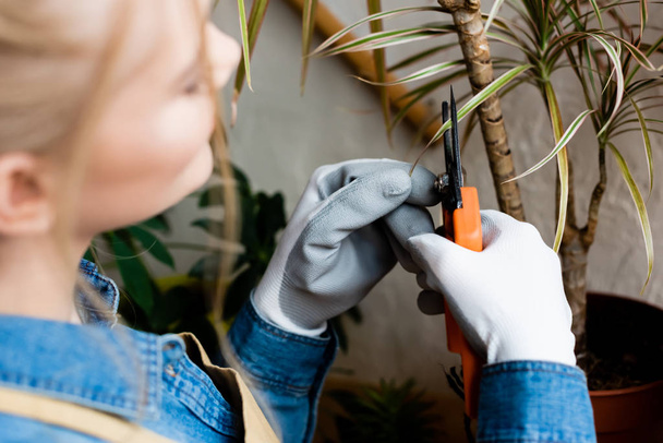 foyer sélectif de la femme dans les gants coupe feuilles avec ciseaux de jardinage
  - Photo, image