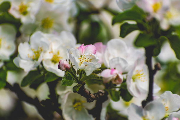 There are a lot of white blossoms on the Apple tree. Fluffy delicate petals on thin branches and green leaves. Spring mood and beautiful nature. - Photo, Image
