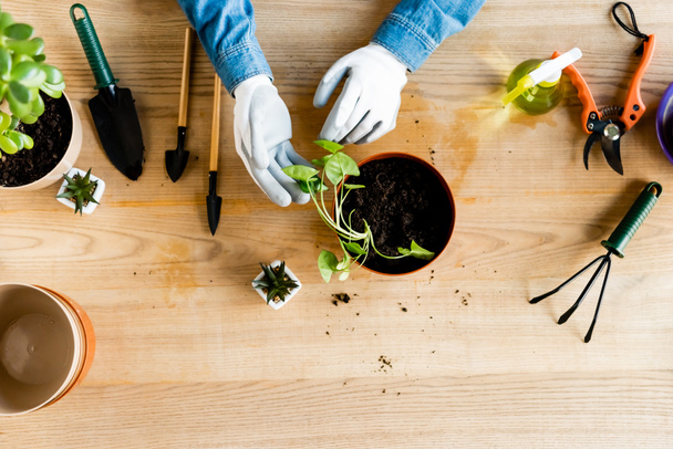 top view of woman in gloves touching leaves of transplanted plant near gardening tools  - Photo, Image