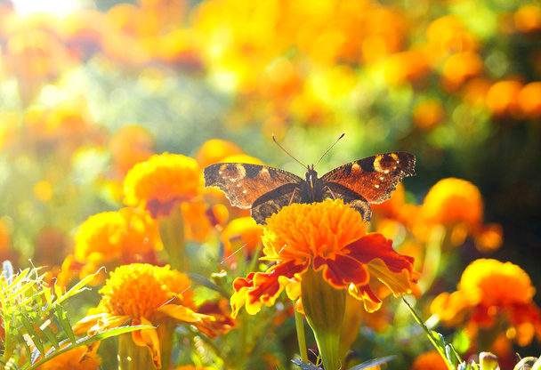 Türk karanfil çiçek tavus kelebeği - Fotoğraf, Görsel