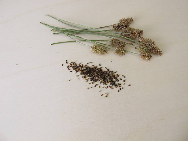 食用のヨモギの種子と花茎 - 写真・画像