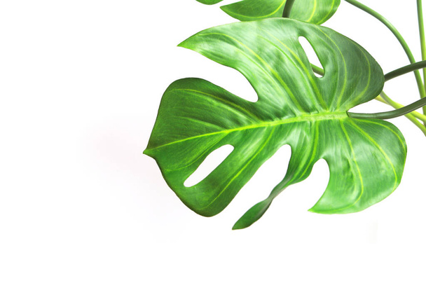 tropical monstera palm leaves tree background - Foto, Imagen
