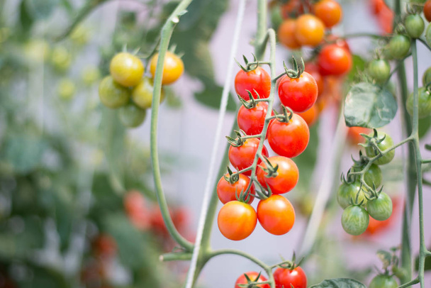 Bahçede domatesler, sebze bahçeleri. - Fotoğraf, Görsel