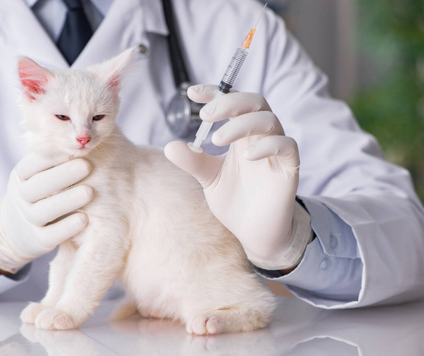 Λευκό γατάκι επίσκεψη κτηνίατρο για check up - Φωτογραφία, εικόνα