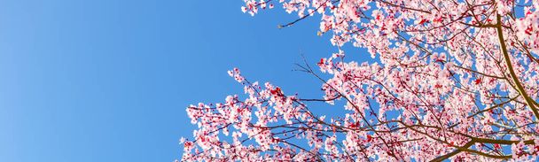Панорамный вид сверху на большое вишневое дерево, цветущее цветами в солнечном весеннем голубом небе
 - Фото, изображение