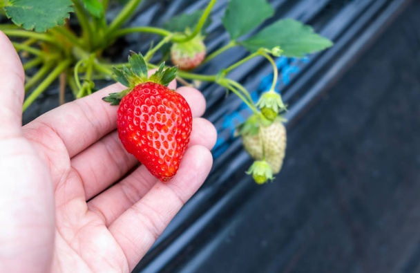 La fraise fraîche sur la main masculine de la ferme biologique locale à Mashiko, district de Haga, préfecture de Tochigi, Japon
 - Photo, image