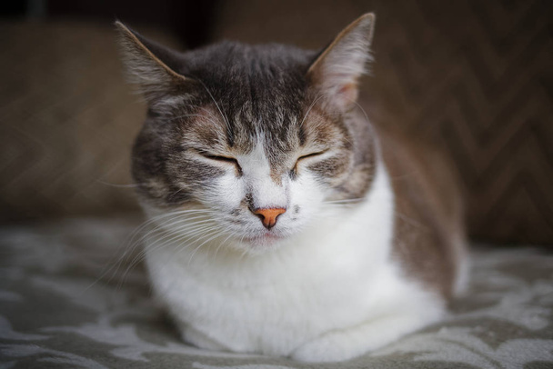 Portrét šedé kočky s bílými prsy. Chytrý a vznešený mazlíček pózující pro fotoaparát. - Fotografie, Obrázek