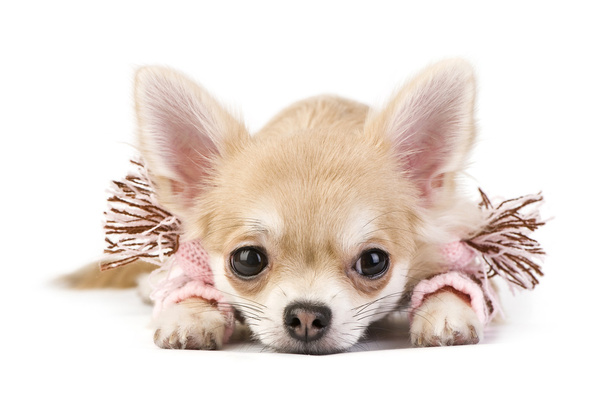 Cute chihuahua puppy with pink scarf - Фото, зображення