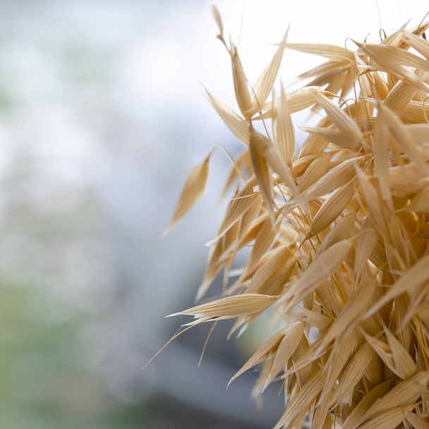 庭を背景に黄色の熟したオート麦の耳が花束の中に立つ - 写真・画像