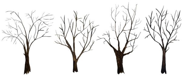 Vesiväri käsin piirretty kuvitus joukko neljä paljaita puita ilman lehtiä, ekologinen käsite luonto metsä puu metsä. Ruskea runko kuori talvella, keväällä, syksyllä. Alaston puun oksa siluetti
 - Valokuva, kuva