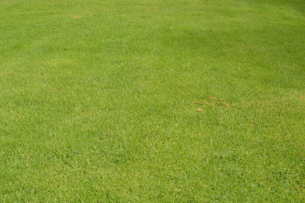 фон травы - Фото, изображение