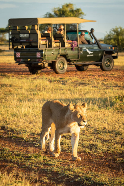 Lioness walks past truck on dirt track - Fotoğraf, Görsel