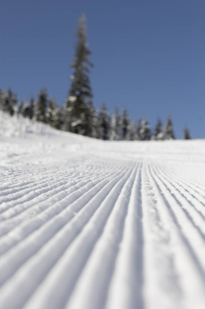Fresh groomed snow on ski slope at ski resort on a sunny winter day. snow groomer tracks on a mountain ski piste. snowy spruces in the background - 写真・画像