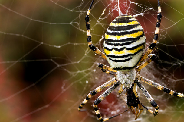 Wasp spider - Photo, Image