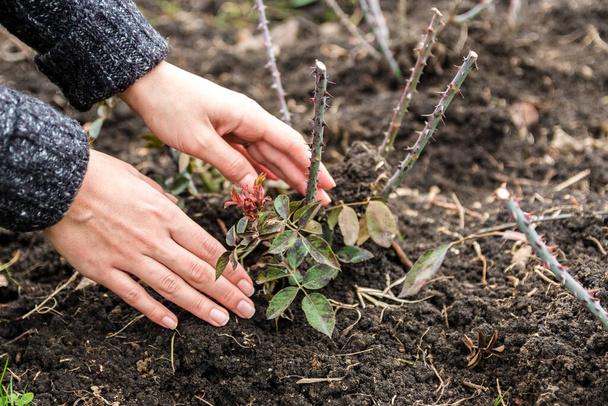 close up view of woman hands planting a rose bush in the garden. woman doing gardening - Photo, Image