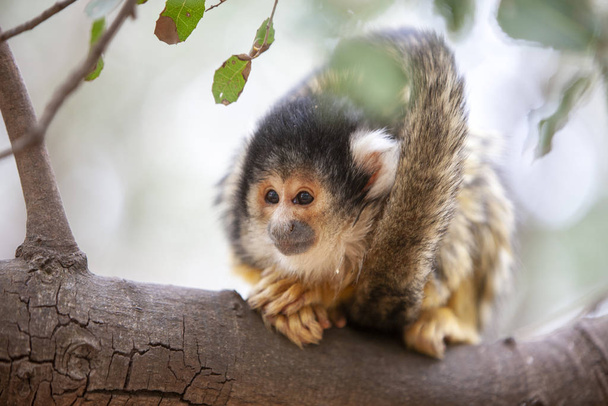 Close up portrait of Squirrel monkey, Saimiri oerstedii, sitting - Zdjęcie, obraz