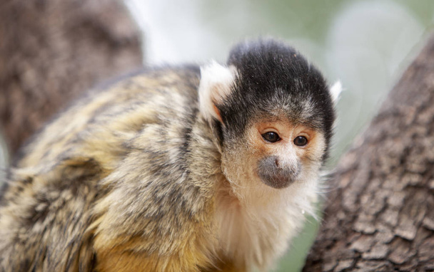 Close up portrait of Squirrel monkey, Saimiri oerstedii, sitting - Zdjęcie, obraz
