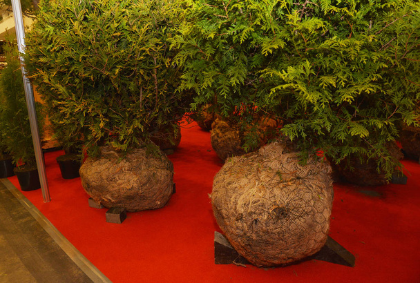 Thuja occidentalis árboles con bolas de raíz de arpillera para la venta
 - Foto, imagen