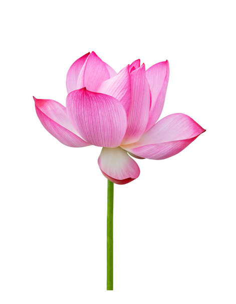 Lotus květ izolované na bílém pozadí. Soubor obsahuje s oříznutou cestou tak snadno ovladatelnou. - Fotografie, Obrázek