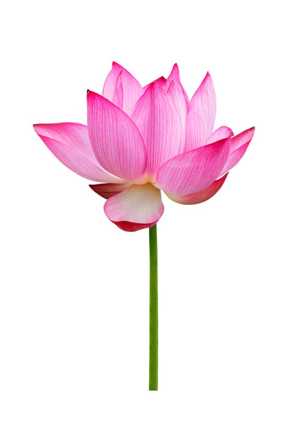 Lotus flower isolated on white background. File contains with clipping path so easy to work. - Photo, Image