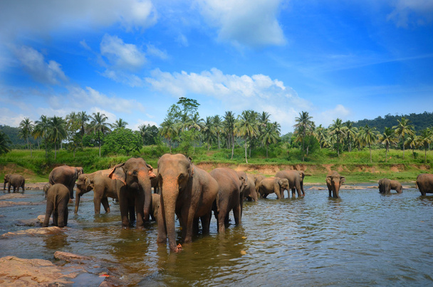 ομάδα ελεφάντων στο ποτάμι - Φωτογραφία, εικόνα