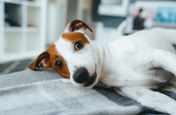 Leuke hond ontspannen op een bed. Jack Russell Terrier - Foto, afbeelding