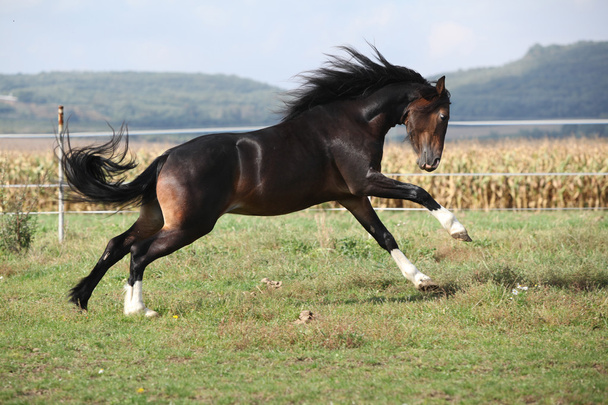 Welsh part bred stallion jumping - Photo, Image