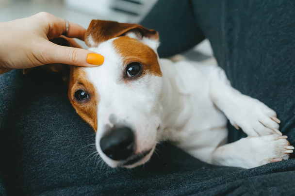 Propietario utiliza masaje de mano en la cabeza de la mascota. El pulgar de la mano está en la frente del perro
 - Foto, Imagen
