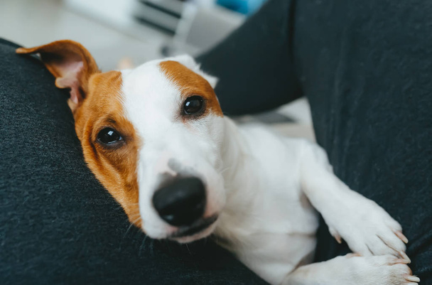 Pies Jack Russell Terrier w ramionach jego właściciela - Zdjęcie, obraz
