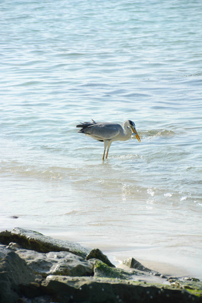 grey heron - Photo, Image