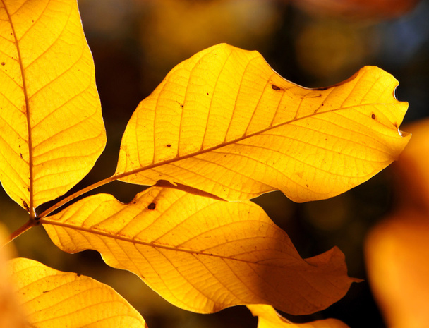 Yellow walnut leaves - Fotoğraf, Görsel