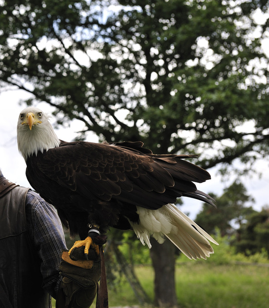 Águila calva
 - Foto, Imagen