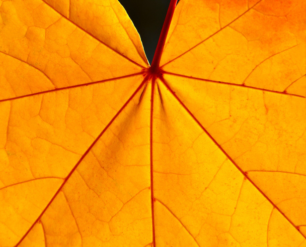 Maple leaf - Valokuva, kuva