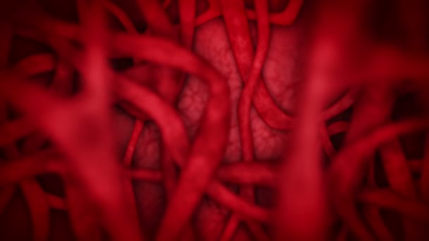 赤い血管を持つヒト心臓血管系。ハートビートのアニメーション。医学的概念。静脈と動脈だ。循環器系だ。脈動体。ループアニメーション. - 映像、動画