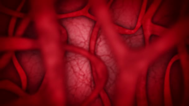 赤い血管を持つヒト心臓血管系。ハートビートのアニメーション。医学的概念。静脈と動脈だ。循環器系だ。脈動体。ループアニメーション. - 映像、動画