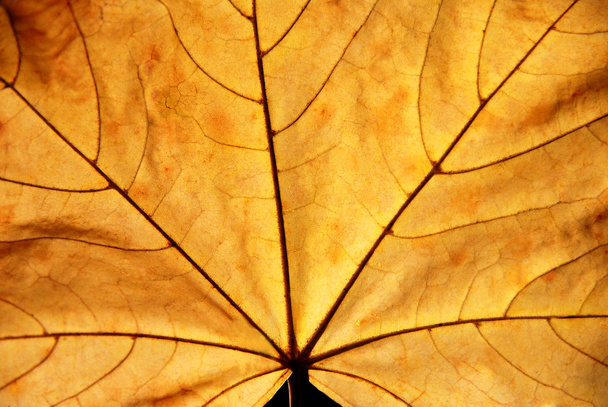 Maple leaf - Foto, afbeelding