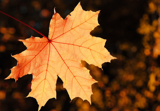 Maple leaf - Foto, afbeelding