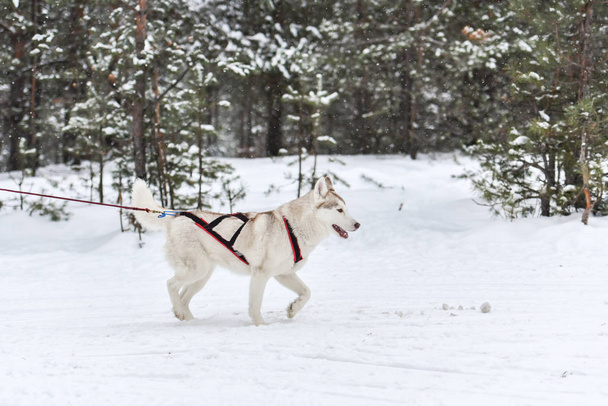 Husky trineo perro corriendo
 - Foto, Imagen