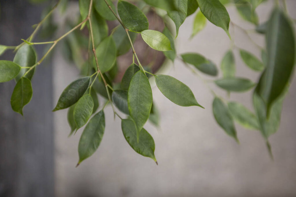 Living vihreä puu pieniä lehtiä yli hämärtynyt harmaa tausta
 - Valokuva, kuva