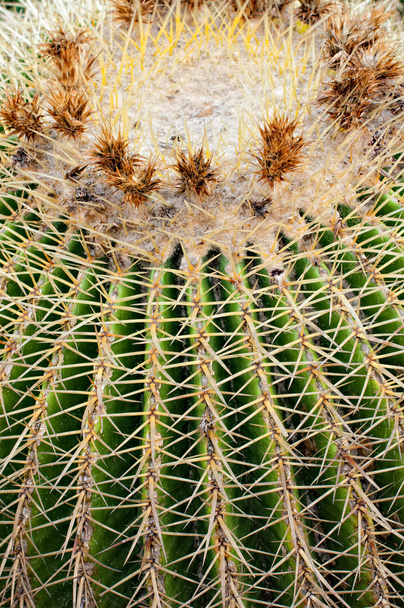 Cactus - Foto, afbeelding