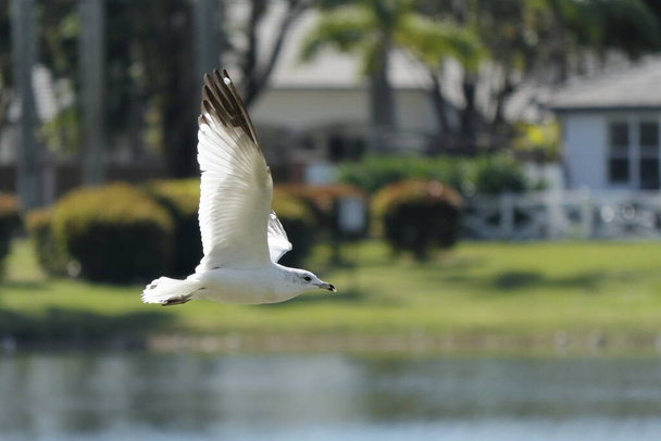 Natuur en vogels in Kendall Miami, Duiven, reigers, eenden, meeuwen, roofvogels - Foto, afbeelding